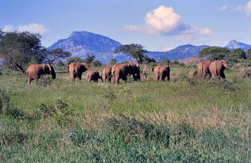 A herd of African elephants (Loxodonta africana) in the savannah of Tsavo National Park against a