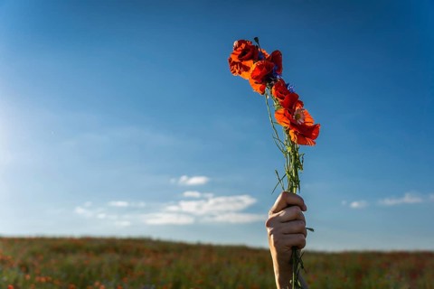 A woman's hand holds a woven bundle of red field poppies (Papaver rhoeas) in a field against a blue
