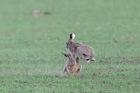 European hare (Lepus europaeus) mating season, so-called gathering time, hares fighting with each
