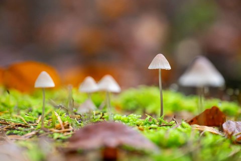 Milky mycena (Mycena galopus) mushroom in a forest in autumn, Bavaria, Germany