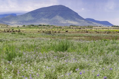 Landscape in the Camdeboo National Park in the Karoo near the town Graaff-Reinet, Eastern Cape,