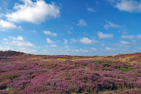 Wide heath area with purple plants under a blue sky, North Sea, Fanö, North Jutland, Jutland,
