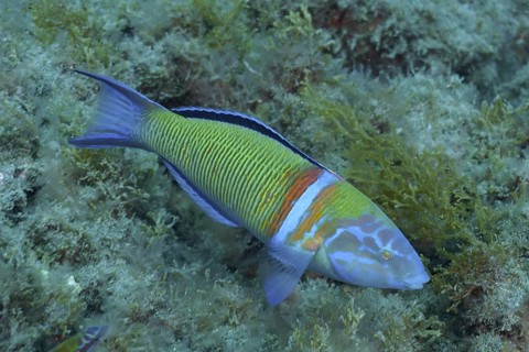 Sea peacock (Thalassoma pavo)