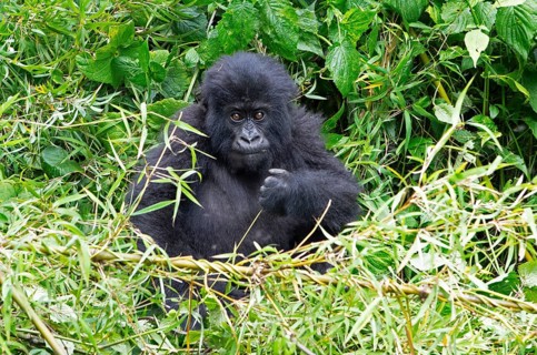 Mountain gorilla (Gorilla beringei beringei), juvenile, member of the Agashya family, Virunga