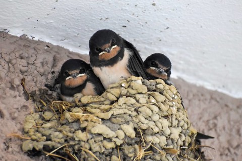 Young barn swallows (Hirundo rustica) in the nest looking towards the photographer, seen in