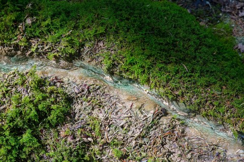 Natural phenomenon in the forest, stone channel of Roschlaub, Scheßlitz, Upper Franconia, Bavaria,
