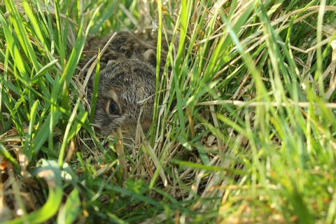 European hare (Lepus europaeus) few days old young animal in high grass, Lower Austria, Austria
