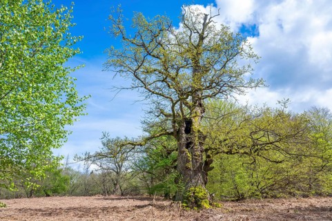 Old English oak (Quercus robur), hut oak, in spring, Sababurg primeval forest, Hesse, Germany