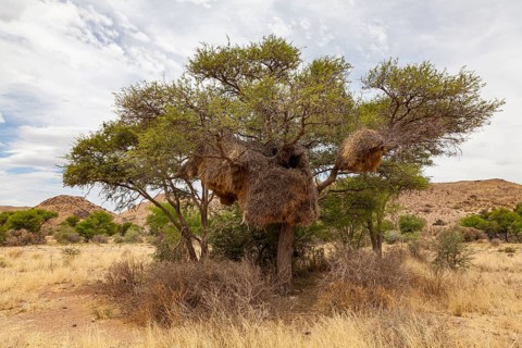 Tree with community nest of settler weavers (Philetairus socius), Namibia