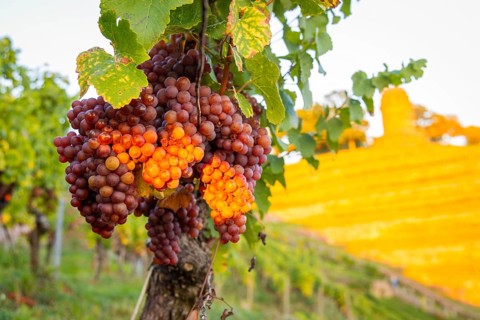 Goldener Wagen is a vineyard immediately north of Hoflößnitz, in the Oberlößnitz district of the