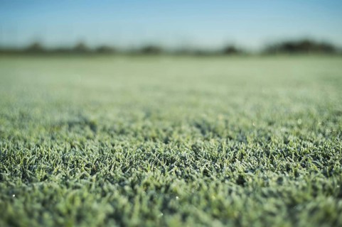 Frozen grass on the football pitch