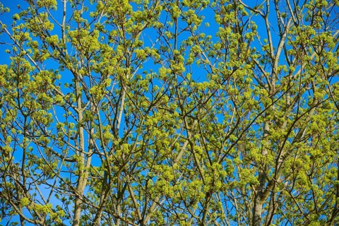 Dense treetop with fresh leaves against a blue sky, maple, Middle Franconia, Bavaria, Germany