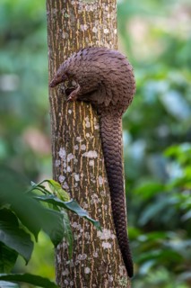 Pangolin climbing a tree, white-bellied pangolin (Phataginus tricuspis, Manis tricuspis), Western