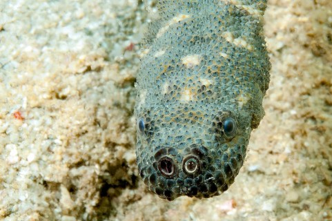 Close-up of head of Acrochordus granulatus (Acrochordus granulatus) sea snake Water snake with