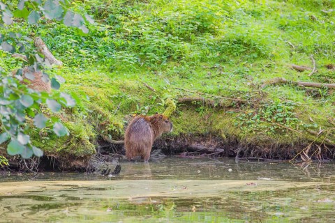 A (greater) capybara (Hydrochoerus hydrochaeris) searches for food in the dense riparian vegetation
