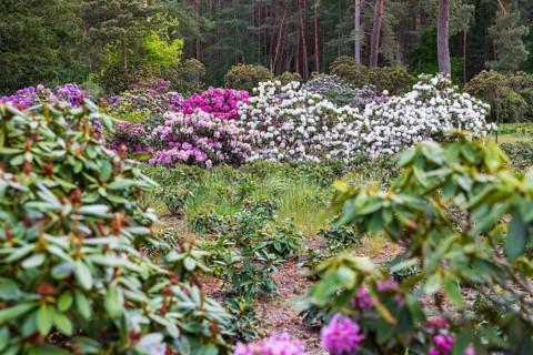 Rhododendron blossom in the historic nursery of the Seidel family, Grüngräbchen, Schwepnitz,