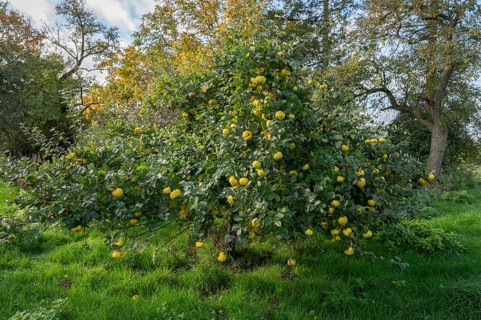 Quince tree (Cydonia oblonga) with ripe fruit in an orchard, Mecklenburg-Western Pomerania, Germany