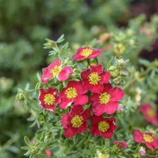 Foxglove (Potentilla fruticosa 'Danny Boy')