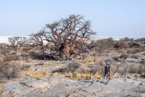 African baobab or baobab tree (Adansonia digitata), arid landscape, Kubu Island (Lekubu), Sowa Pan,