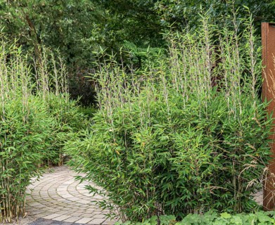 Muriel's umbrella bamboo (Fargesia RED ZEBRA)
