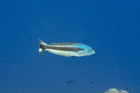 A blue-headed torpedo perch (Malacanthus latovittatus) swimming in the middle of the sea water,