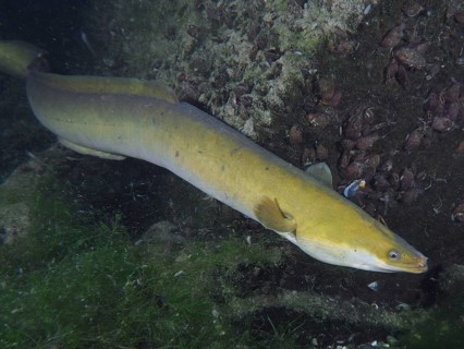 European eel (Anguilla anguilla) gliding along a rock at night, dive site Klosterinsel, Rheinau,
