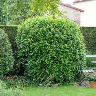 Laurel cherry (Prunus laurocerasus 'Schipkaensis Macrophylla'), An den Dorfwiesen 9, Germany