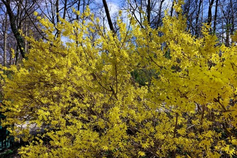 Forsythia, garden forsythia, golden lilac, golden bell (Forsythia x initermedia)