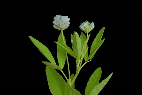 Flower of blue fenugreek, blue fenugreek, Trigonella caerulea, Meliotus coerulea, spice and