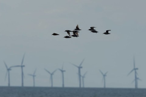 Red knot (Calidris canutus) adult wading birds in flight with wind turbines of an off shore
