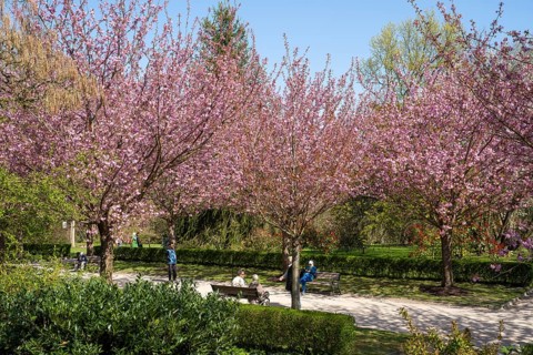 Japanese flowering cherry (Prunus serrulata), cherry blossom avenue, avenue with flowering trees