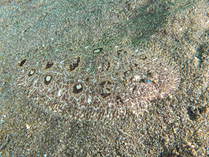 A camouflaged flounder, Angler-Butt (Asterorhombus fijiensis), on a sandy seabed, dive site Secret