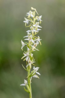 Lesser butterfly-orchid (Platanthera bifolia), Emsland, Lower Saxony, Germany