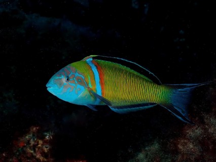Sea peacock (Thalassoma pavo)