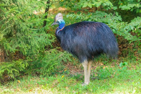 A Southern Cassowary (Casuarius casuarius) stands at the forest edge on a green meadow. Indonesia,