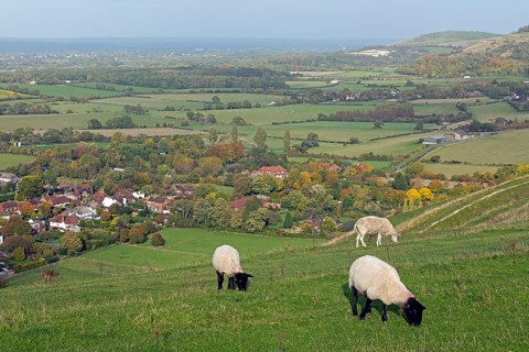 Sheep, South Downs Way at Devils Dyke, Fulking, West Sussex, England, United Kingdom