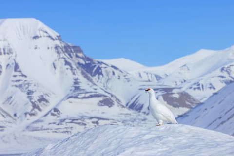 Rock ptarmigan (Lagopus muta) in white winter plumage with red eyebrows in breeding season in snow