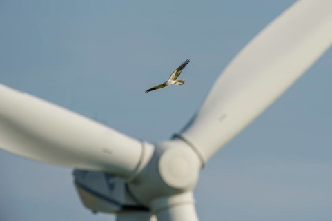 Montagu's Harrier (Circus pygargus) male flying in dangerous proximity to a wind turbine,