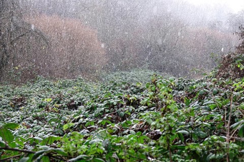 Sleet, winter, Germany