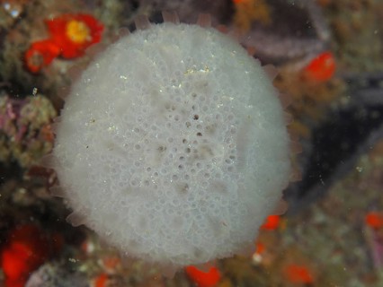A round, white sea squirt, snowball sea squirt (Distaplia skoogi) on the seabed, surrounded by