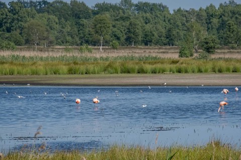 Flamingos in the Zwillbrocker Venn, nature reserve, Zwillbrock, Vreden, North Rhine-Westphalia,