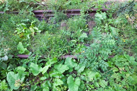 Overgrown railway tracks