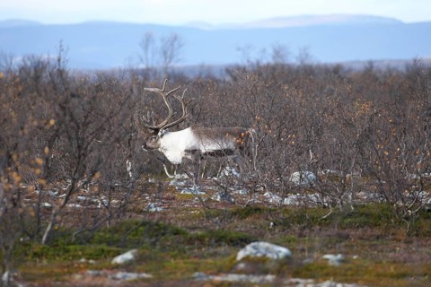 Reindeer (Rangifer tarandus) strong bull among shrub birch (Betula humilis) in autumn,