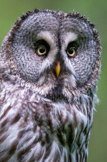 Bearded owl, Finland, Great Grey Owl, Strix nebulosa, birds, owls, female, high size, portrait