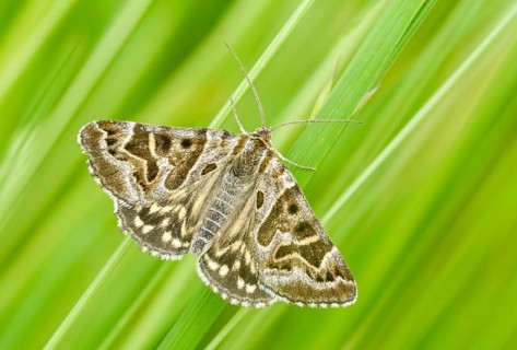 Callistege mi, Euclidia mi, owl moth, noctuidae, checktageule, butterfly, insects, moths, moths,