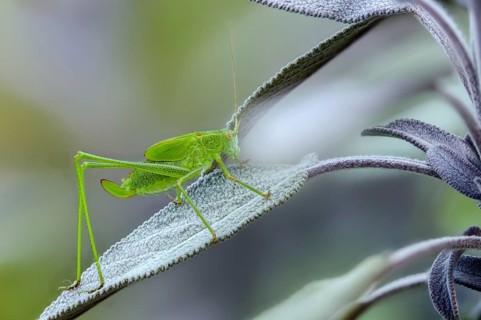 Common sickle scare, grasshoppers, Phaneroptera falcata, sickle scare, ensifera, grasshoppers,