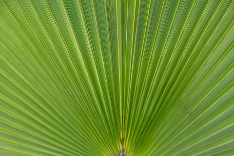 Palm leaf (Arecaceae), background, texture, Andalusia, Spain