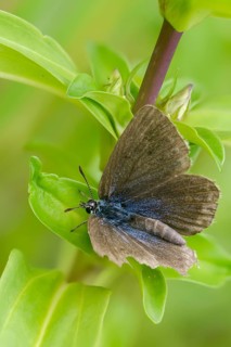 Glaucopsyche Alcon ssp. rebeli, glaucopsyche rebeli, cruciferous ant blue, maculinea rebeli,