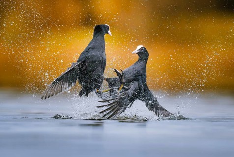 Coots (Fulica atra) fighting over territory, Zurich, Switzerland