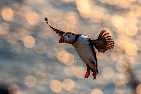 Puffin (Fratercula arctica), in flight at dusk, Sumburgh Head, Mainland, Shetland Islands,